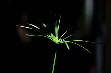 Işık, karanlık arka plandaki Cyperus 'u aydınlatır.