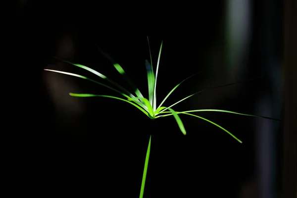 Light Shines Cyperus Involucratuss Dark Background — 스톡 사진