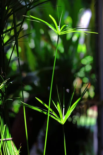 Light Shines Cyperus Involucratuss Green Background — 图库照片