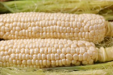 Beyaz Hokkaido Mısırlarını Kapat