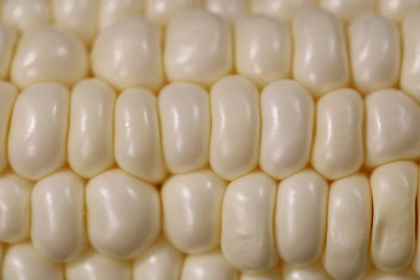Velké Closeup Kukuřice Hedvábí Bílé Hokkaido Kukuřice — Stock fotografie