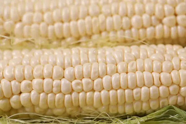 Big Closeup Corn Silk White Hokkaido Corn — стоковое фото