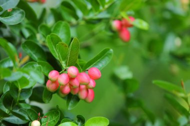 Fresh Bengal Currant, Christ's Thorn in the garden
