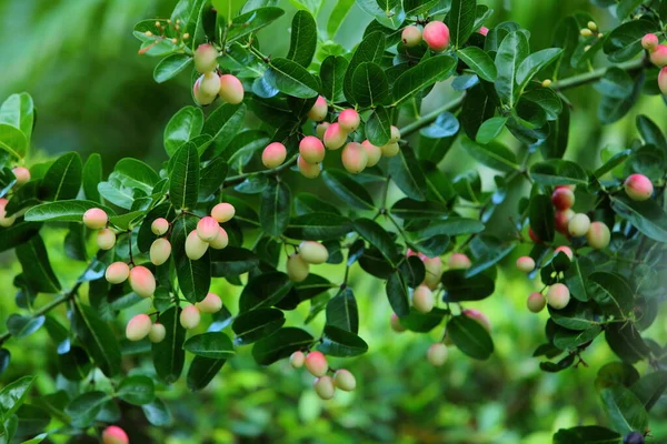 Fresh Bengal Currant Christ Thorn Garden — Stock Photo, Image