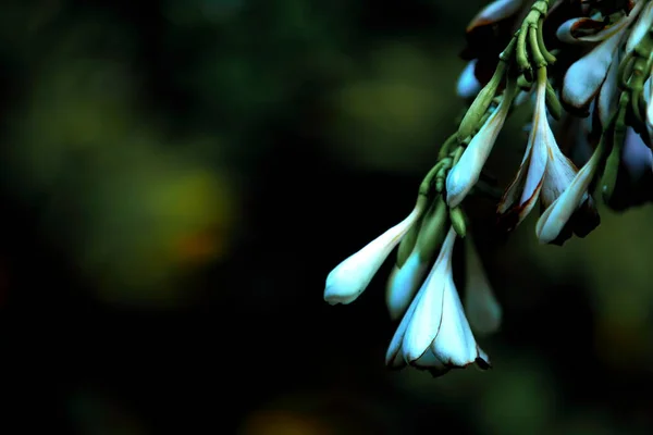 Close Plumeria Flowers Garden — Stockfoto