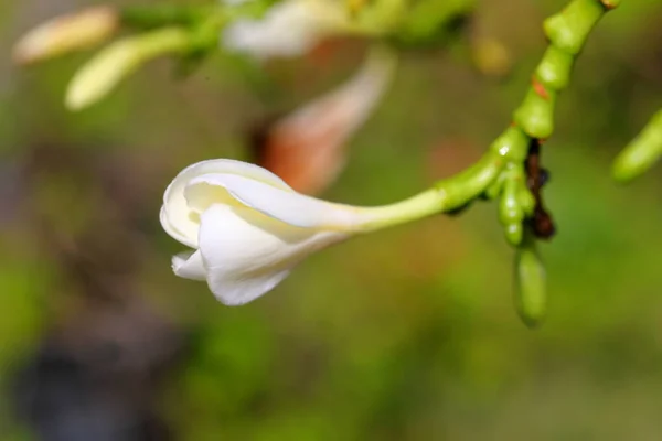 Close Plumeria Flowers Garden —  Fotos de Stock