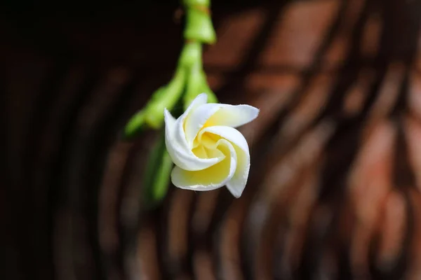 Close Plumeria Flowers Garden — Stockfoto