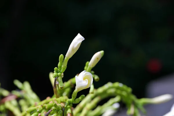Close Plumeria Flowers Garden —  Fotos de Stock