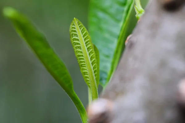 Close Young Leaves Plumeria Tree — стоковое фото
