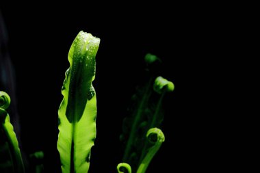 Bird's nest fern ,Asplenium nidus L. leaf on black background