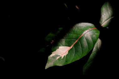 Graptophyllum pictum leaves on black background