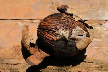 Cerbera odollam,pong pong seed on the wet wood floor