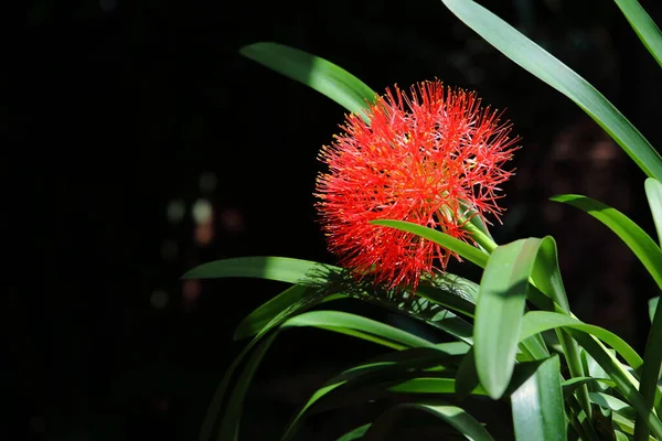 Blood Lily Tree Dark Background — Fotografia de Stock