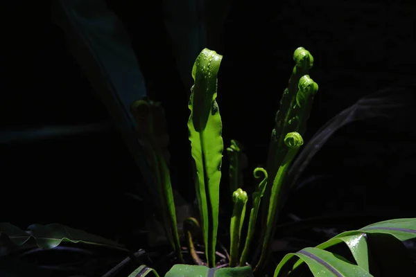 Bird Nest Fern Asplenium Nidus Leaf Black Background — 스톡 사진