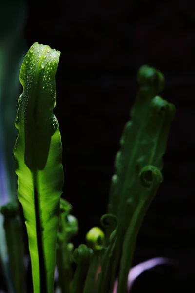 Bird Nest Fern Asplenium Nidus Leaf Black Background — Φωτογραφία Αρχείου