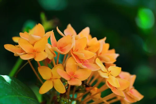 Orange Ixora Flower Green Background — Stockfoto