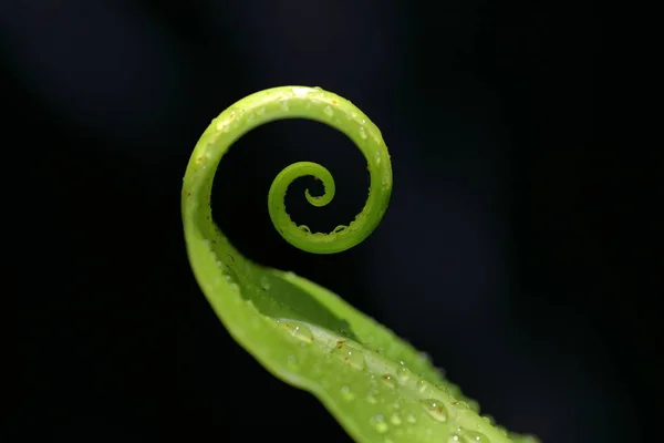 Bird Nest Fern Asplenium Nidus Leaf Black Background — 스톡 사진