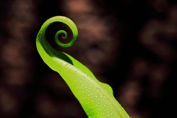 Bird Nest Fern Asplenium Nidus Leaf Black Background — Φωτογραφία Αρχείου