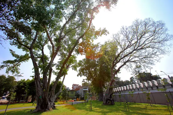 Big Trees Afternoon Lawns Public Park Bangkok — 스톡 사진