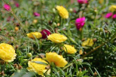Pink and Yellow Portulaca bloom only in the morning sunlight until late.