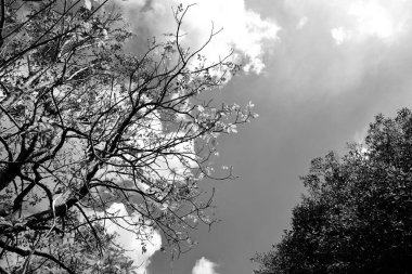 Black and White,The patterns and lines of the tree as seen from below when the sun is shining.