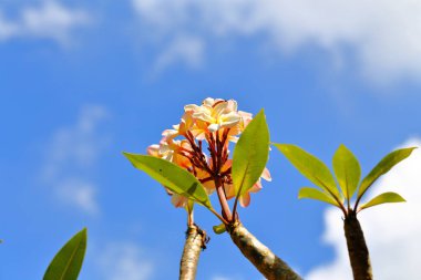 Plumeria, yellow-orange color Blooming on branches and green leaves in the sunlight and blue sky