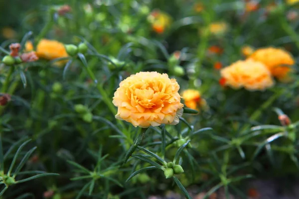 Yellow Portulaca Bloom Only Morning Sunlight Late — Photo