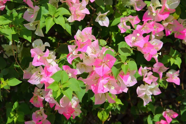 Bougainvillea Pink Flowers Sun Garden — 图库照片