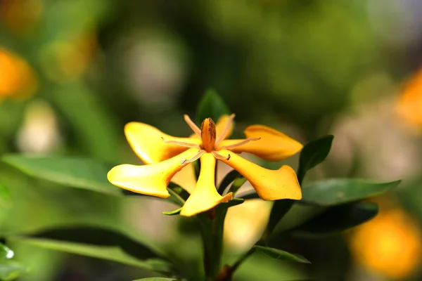 Gardenia Gardenia Sootepensis Flowers Yellow Flower Buds Blooming Flowers Mild — Stockfoto