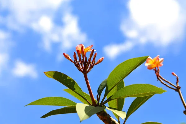Plumeria Yellow Orange Color Blooming Branches Green Leaves Sunlight Blue — Zdjęcie stockowe
