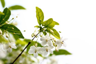 Wrightia religiosa Benth is white, fragrant. The flowers are in full bloom, about 2 centimeters in size.
