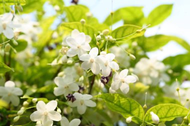Wrightia religiosa Benth is white, fragrant. The flowers are in full bloom, about 2 centimeters in size.