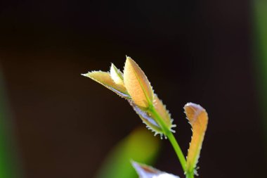 Ochna kirkii Oliv, Mickey Mouse bitkisi, yeni salınan yapraklar güneş ışığına maruz kaldığında kahverengi ve parlak olan yaprakların üst kısmıdır..