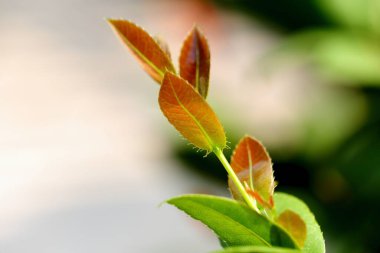 Ochna kirkii Oliv, Mickey Mouse bitkisi, yeni salınan yapraklar güneş ışığına maruz kaldığında kahverengi ve parlak olan yaprakların üst kısmıdır..