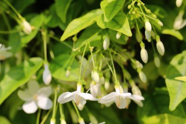Wrightia religiosa Benth is white, fragrant. The flowers are in full bloom, about 2 centimeters in size.