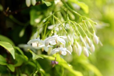 Wrightia religiosa Benth is white, fragrant. The flowers are in full bloom, about 2 centimeters in size.