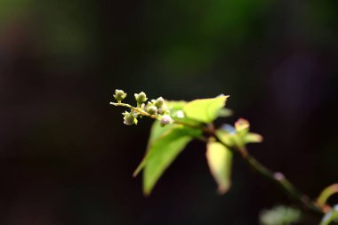 Weeds occur and are commonly seen. In the tropics