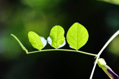 Young leaves of the Phyllanthus pulcher the tropical
