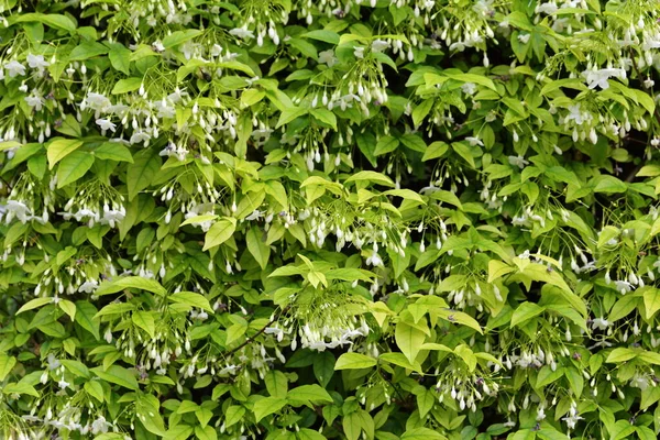 Wrightia Religiosa Benth White Fragrant Flowers Full Bloom Centimeters Size — 图库照片