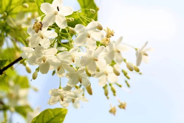 Wrightia Religiosa Benth White Fragrant Flowers Full Bloom Centimeters Size —  Fotos de Stock