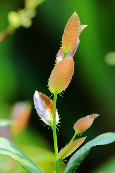 Ochna Kirkii Oliv Mickey Mouse Plant Newly Released Leaves Top —  Fotos de Stock