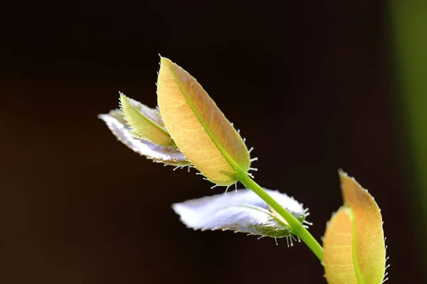 Ochna kirkii Oliv,Mickey Mouse plant, newly released leaves are the top part of the leaves that are brown and glossy when exposed to sunlight.