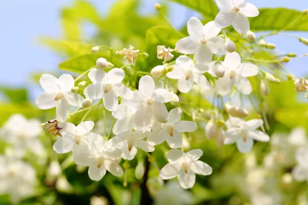 Wrightia Religiosa Benth White Fragrant Flowers Full Bloom Centimeters Size — Foto de Stock