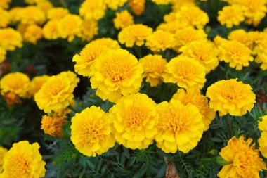 Closeup,These beautiful marigolds flowers in the garden in King Rama IX Park Thailand
