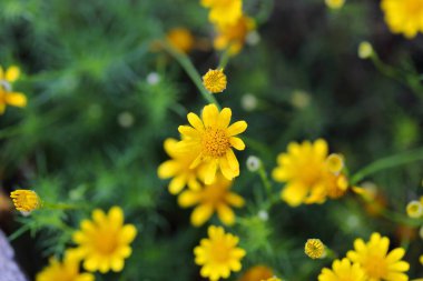 Closeup ,Thymophylla tenuiloba flowers in the garden of King Rama IX park in Thailand