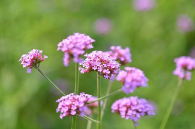 Big Closeup,Purpletop vervain flowers in the garden of King Rama IX park in Thailand