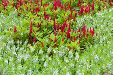 Closeup,Celosia flowers in the garden of King Rama IX park in Thailand
