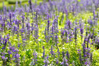 Closeup,Lavender flowers in the garden of King Rama IX park in Thailand