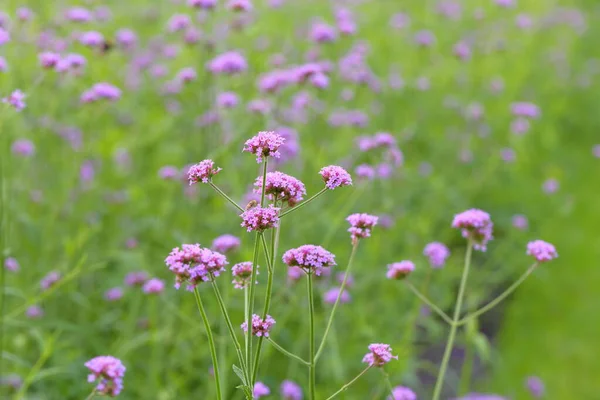 Big Closeup,Purpletop vervain flowers in the garden of King Rama IX park in Thailand