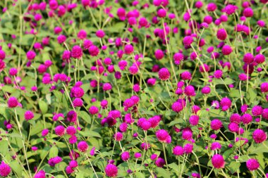 Globe amaranth flower in the garden of King Rama IX park in Thailand